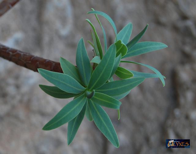 ciuffetto di euphorbia.JPG